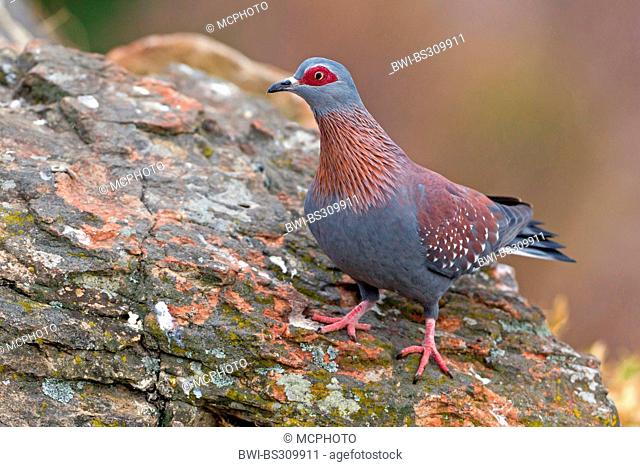 speckled pigeon (Columba guinea), sitting on a rock, South Africa, Kwazulu-Natal