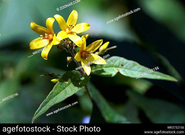 Gewöhnlicher Gilbweiderich (Lysimachia vulgaris) - Wildform, Rispen-Gilbweiderich und Gewöhnlicher Felberich