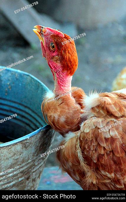 Hen drinking water from bucket in poultry yard. Domestic bird living in farm