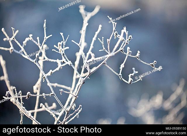delicate twigs covered with hoarfrost on a cold winter morning acroos a blurry background