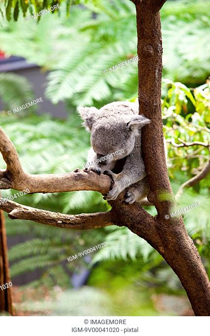 Koala resting in eucalyptus tree