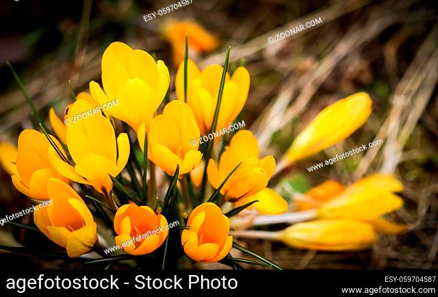Abstract floral background, yellow crocus flowers. Macro flowers backdrop for holiday brand design
