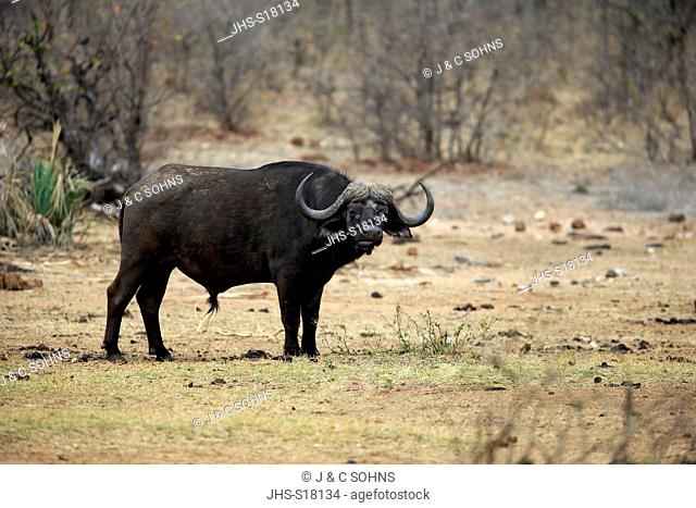 African Buffalo, (Syncerus caffer), adult, Kruger Nationalpark, South Africa, Africa