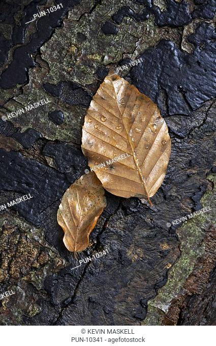 Beech Fagus sylvatica leaves on fallen tree trunk near Brandon, Suffolk