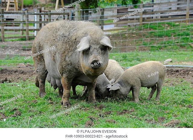 Domestic Pig, Mangalitza, sow with piglets, standing in paddock, England, july