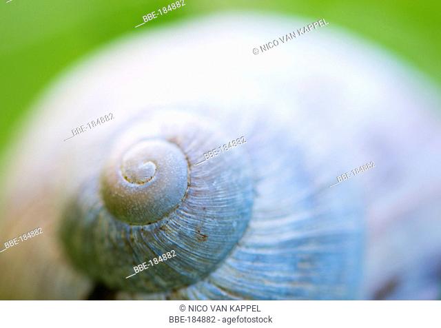 Close-up of a roman snail