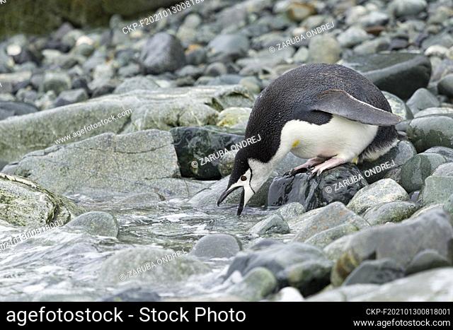 Chinstrap penguin on the coast of South georgia Island. (CTK Photo/Ondrej Zaruba)