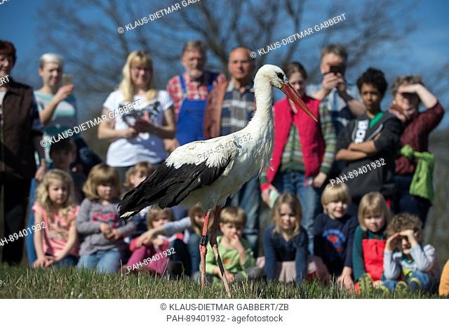 White stork Luther is released into the wild by residents and a group of kindergartners in Dabrun, Germany, 28 March 2017