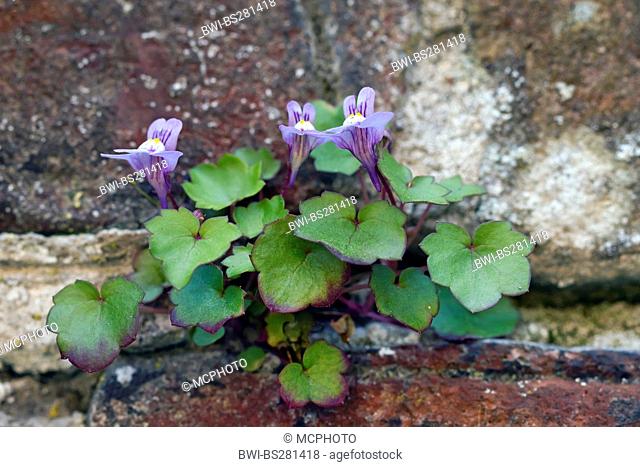 kenilworth ivy, ivy-leaved toadflax, coliseum ivy Cymbalaria muralis, Linaria muralis, at a wall, France, Picardie