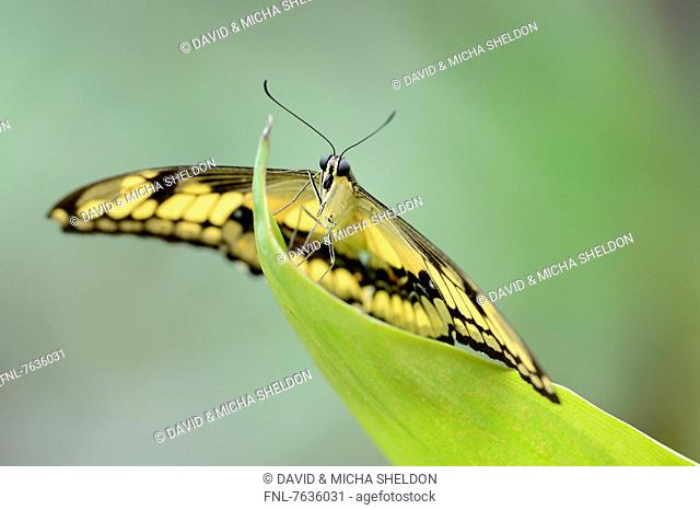 Butterfly King Swallowtail (Papilio thoas) on a leaf