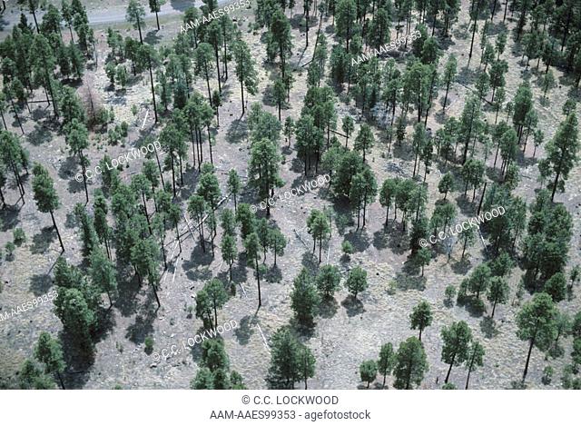 Ponderosa Pines (Pinus ponderosa) Apache NF, Arizona