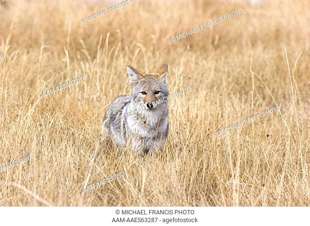Coyote (Canis latrans), alert in grassland habitat during fall Wyoming