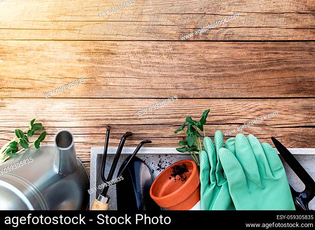 Gardening hobby concept flat lay with green cultivated cucumber seedlings, ceramic pot, pitchfork, shovel, gloves, metal watering can and dirt on wooden...