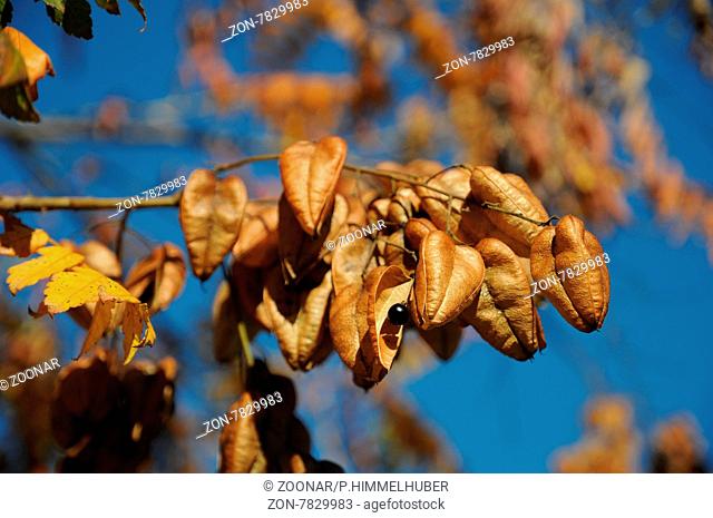 Koelreuteria paniculata, Blasenesche, Goldenrain tree, Früchte