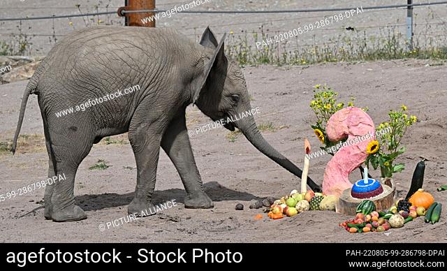 05 August 2022, Thuringia, Erfurt: Elephant girl Ayoka gets a vegetable cake for her second birthday at Erfurt Zoopark. Ayoka is Erfurt's first elephant calf