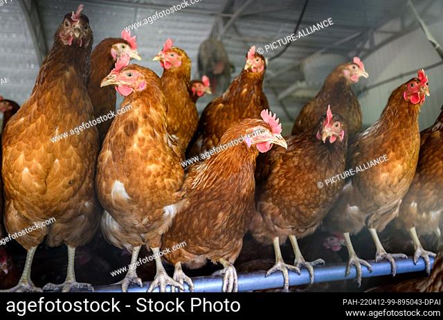 12 April 2022, Lower Saxony, Hanover: Chickens stand in a barn on a farm with free-range eggs in the Hannover region. About 16