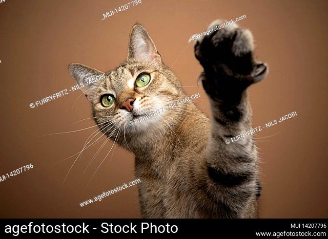 playful light brown tabby cat with green eyes raising paw reaching for camera on brown background