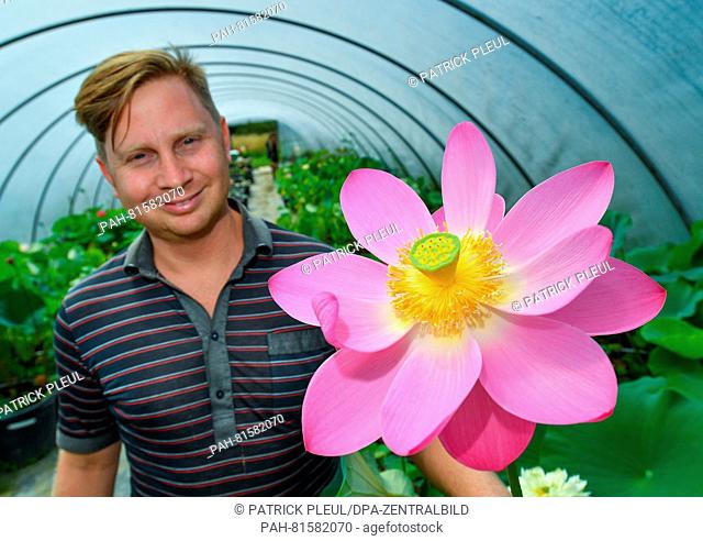 Christian Meyer-Zilinski of the water lily farm showing a lotus flower named Bigfoot, in Gross Rietz, Germany, 26 June 2016