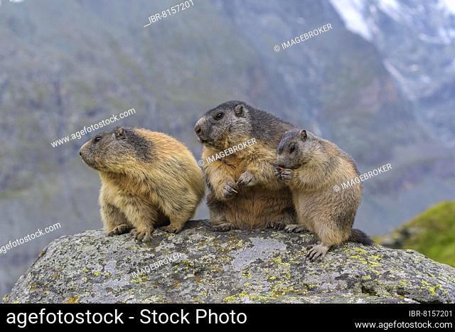 Alpine Marmot (Marmota marmota), two adult with young, Hohe Tauern National park, Austria, Europe