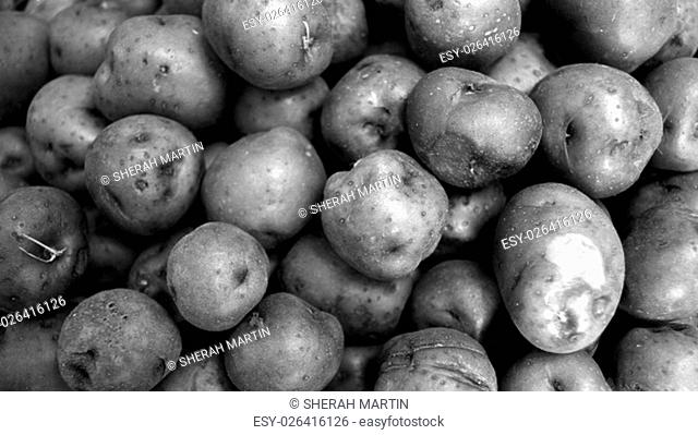 Background of many red potatoes together in widescreen. Black and white vegetable background of fresh potatoes