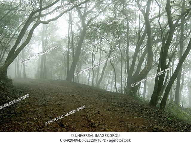 Misty Morning In Dense Forest At Matheran Thane District, Maharashtra, India