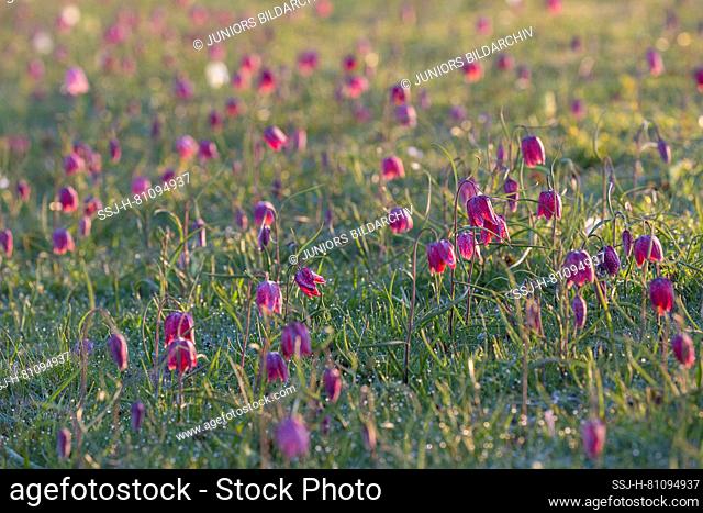 Sneaks Head, Fritillary (Fritillaria meleagris), flowering plants on a meadow in spring. Germany