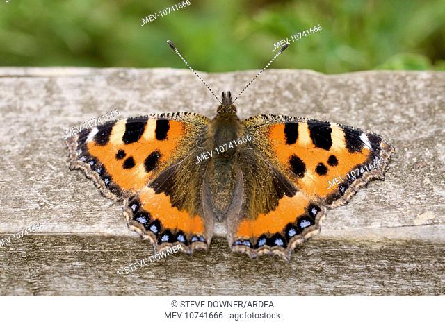 Small Tortoiseshell Butterfly - at rest on fence (Aglais urticae)
