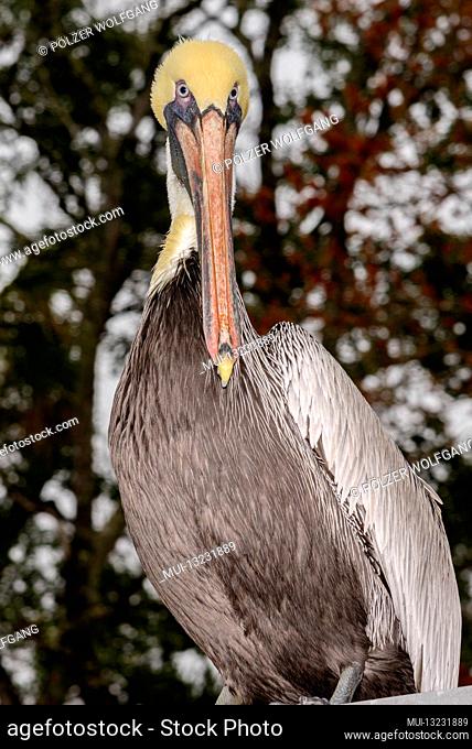 Brown pelican (Pelecanus occidentalis), Ginnie Spring, High Springs, Gilchrist County, Florida, USA