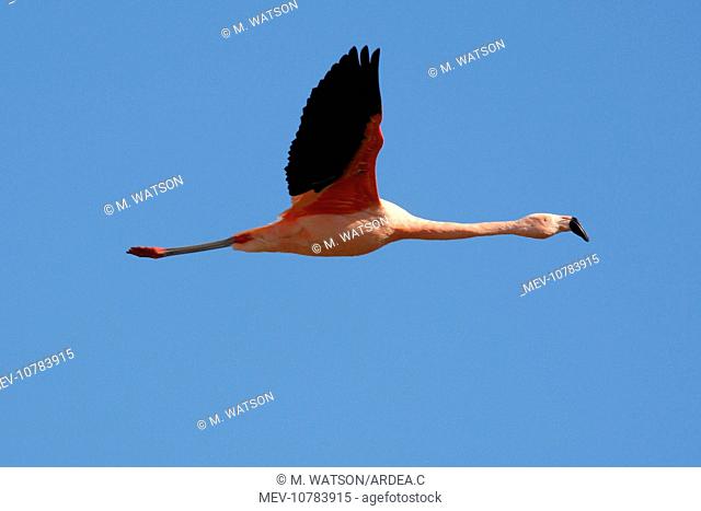 Chilean Flamingo - in flight. (Phoenicopterus chilensis)