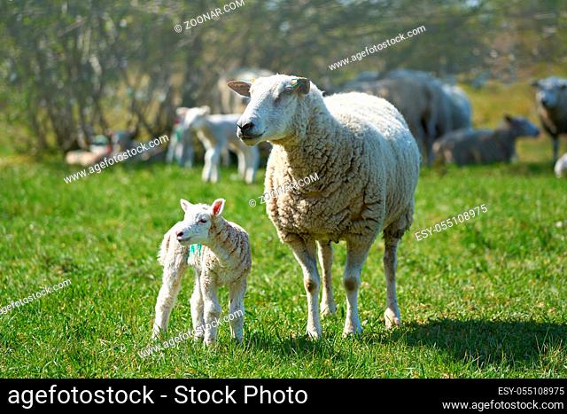 Junges neugeborenes Schaf mit Mutter auf einer Wiese im Frühling