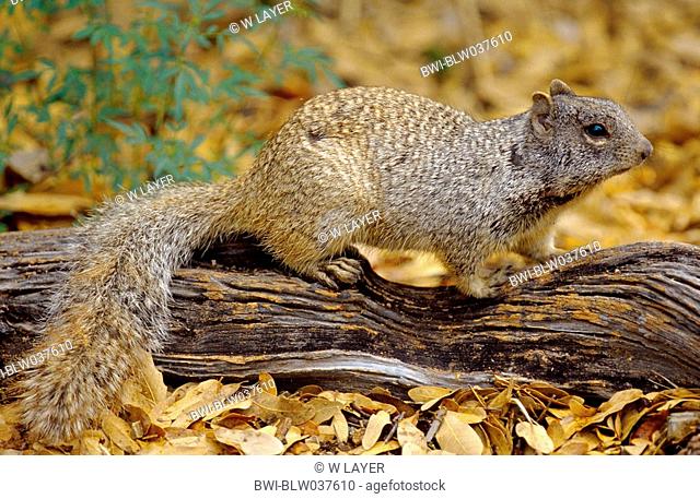 rock squirrel Citellus variegatus, single animal on trunk, USA, Arizona