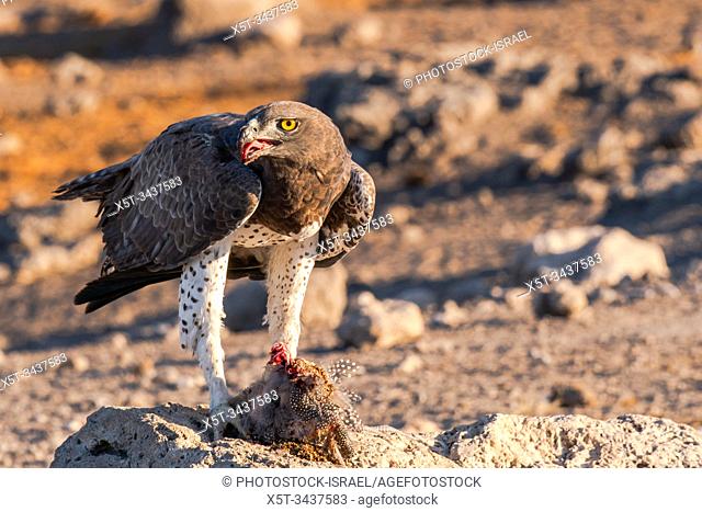 Martial Eagle (Polemaetus bellicosus) Feeding on a helmeted guineafowl (Numida meleagris). Martial eagles are the largest eagles in Africa