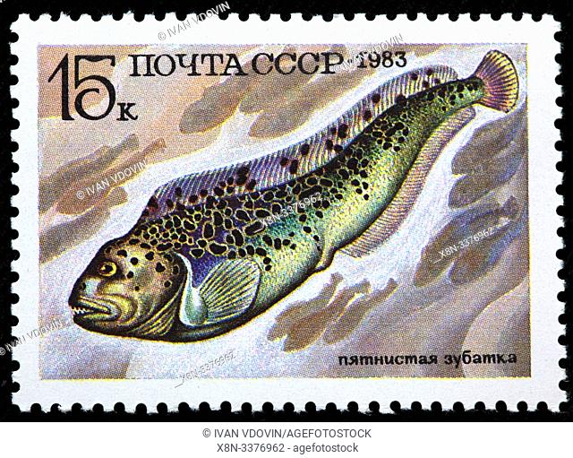 Anarhichas minor, Spotted Wolffish, leopardfish, fish, postage stamp, Russia, USSR, 1983