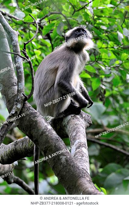 Grey Langur Semnopithecus dussumieri, the Western Ghats, Sahyadri mountain range, a Unesco World Heritage Site, Goa, India