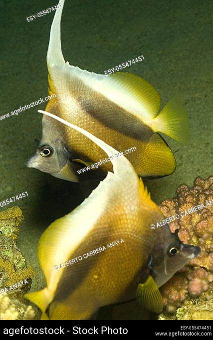 Bannerfish, Heniochus intermedius, Coral Reef, Red Sea, Egypt, Africa