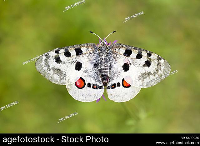 Red Apollo butterfly female, Eichstätt, Bavaria (Parnassius apollo lithographicus), Germany, Europe