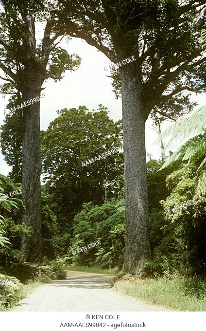 Kauri Trees, New Zealand