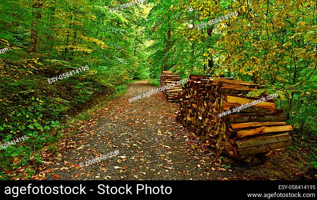 Herbstwaldweg im Oktober, autumn forest in october