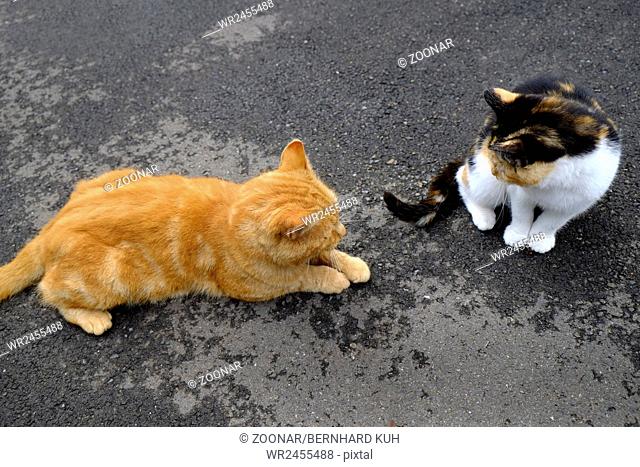 Two cats on the street