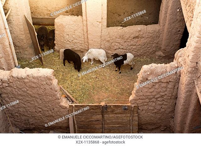 Stable, Figuig, province of Figuig, Oriental Region, Morocco
