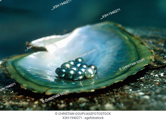 black pearl, Praslin island, Republic of Seychelles, Indian Ocean
