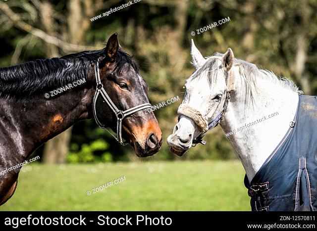 Brown and white horses standing close head to head on a green countryside field