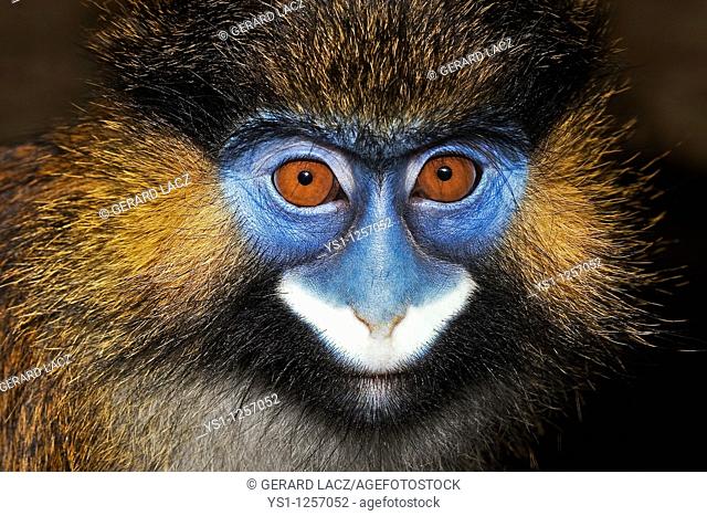 HEAD CLOSE-UP OF MOUSTACHED MONKEY OR MUSTACHED MONKEY cercopithecus cephus