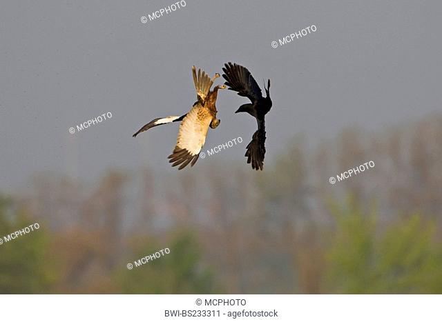 Western Marsh Harrier (Circus aeruginosus), in an aerial fight with a carrion crow, Germany, Rhineland-Palatinate