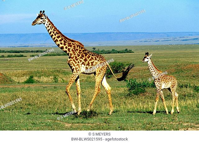 Masai giraffe Giraffa camelopardalis tippelskirchi, giraffe and calf, Kenya, Masai Mara National Reserve, Nov 01