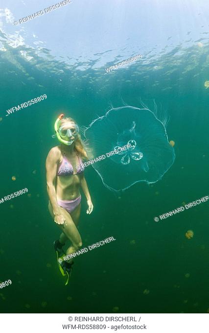 Moon Jellyfish and Skin Diver, Aurita aurita, Jellyfish Lake, Micronesia, Palau