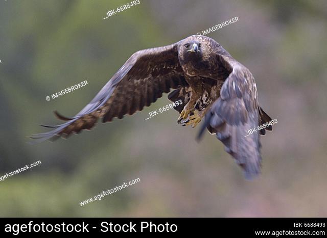 Golden eagle (Aquila chrysaetos), in flight, Extremadura, Spain, Europe