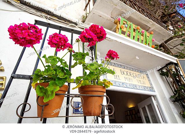 Pot with flowers in the bar restaurant La Bodeguita del Pozo Viejo, historic center, Marbella. Malaga province Costa del Sol