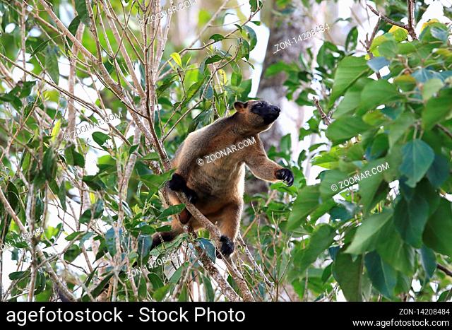 Lumholtz's tree-kangaroo (Dendrolagus lumholtzi) rests high in a tree Queensland, Australia