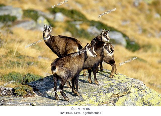 chamois (Rupicapra rupicapra), pride of chamois with youngs in autumn, Italy, Val d'Aosta, Gran Paradiso National Park